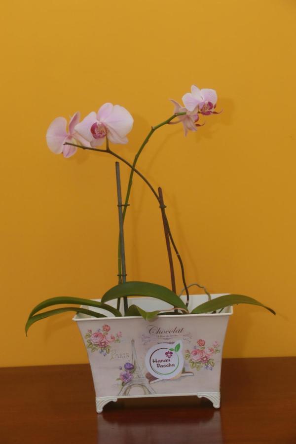 Flor Del Valle Posada Tarapoto Exterior foto